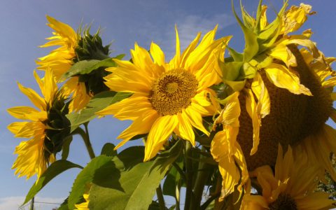 Sonnenblumen